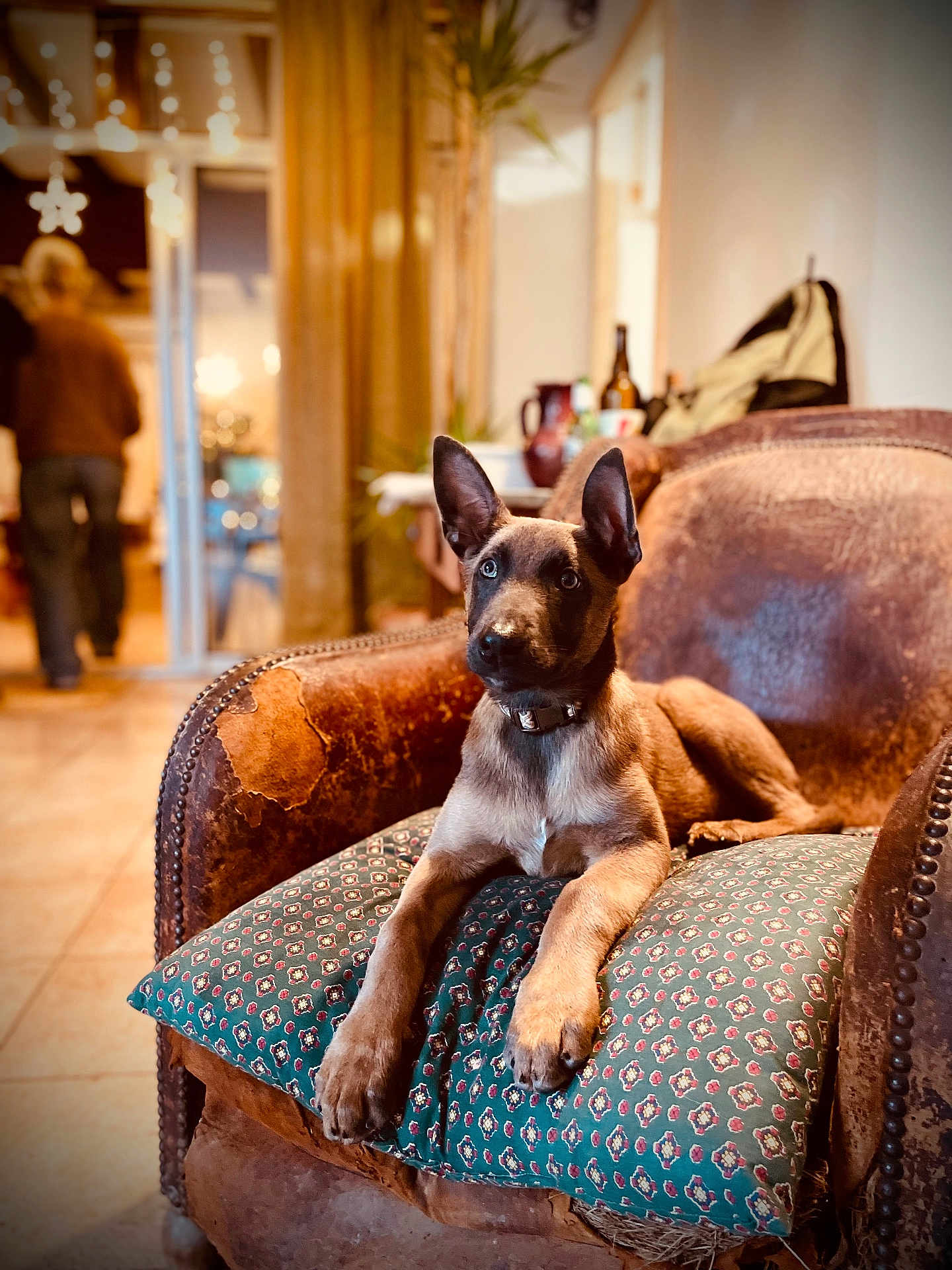 Honey participe au concours pour gagner de l'argent avec cette photo : dog, puppy, armchair, cushion, indoor, vintage, leather, pet, brown, floor, person, blurred_background, home, cozy, collar, ears_up, looking, seated, living_room, casual