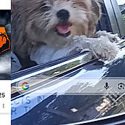 Roger is registered to the contest to win money with this photo: animal, blur, canine, car, dog, excited, fur, happy, head_out, motion, outdoor, pet, reflection, road, side_mirror, tongue, transportation, travel, vehicle, window