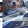 animal, blur, canine, car, dog, excited, fur, happy, head_out, motion, outdoor, pet, reflection, road, side_mirror, tongue, transportation, travel, vehicle, window