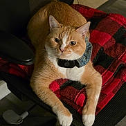 Titi is registered to the contest to win money with this photo: cat, orange_cat, white_paws, pet, feline, collar, office_chair, blanket, red_blanket, black_blanket, indoor, sitting, lounging, portrait, whiskers, ears, eyes, fur, relaxed, home