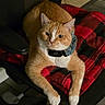 cat, orange_cat, white_paws, pet, feline, collar, office_chair, blanket, red_blanket, black_blanket, indoor, sitting, lounging, portrait, whiskers, ears, eyes, fur, relaxed, home