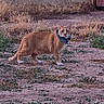 cat, orange_cat, white_paws, blue_collar, outdoor, yard, grass, dry_grass, dirt, feline, animal, pet, standing, looking_at_camera, tabby, whiskers, ears, tail, rural, daylight