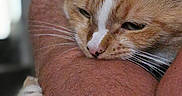 Titi is registered to the contest to win money with this photo: cat, orange_cat, white_cat, pet, animal, feline, close_up, portrait, sleepy, relaxed, cuddling, human_arm, paw, whiskers, fur, indoors, cozy, cute, resting, soft_lighting
