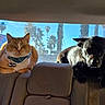 Titi is registered to the contest to win money with this photo: cat, dog, pets, car, back_seat, animal_portrait, orange_cat, black_dog, bow_tie, collar, sitting, indoors, vehicle, car_interior, window, palm_trees, blue_sky, daylight, cute, road_trip