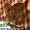 Titi joined the competition — help win amazing prizes! cat, feline, animal, pet, brown_fur, close_up, portrait, looking_at_camera, mesh_screen, wire_mesh, indoors, warm_lighting, blurry, soft_focus, whiskers, ears, eyes, face, curious, window