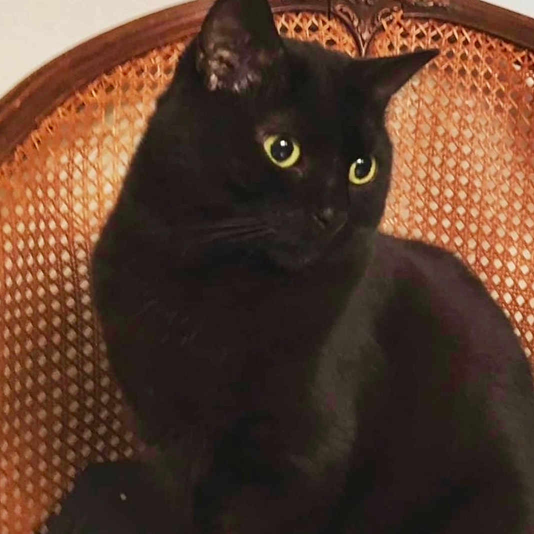 Princesse participe au concours pour gagner de l'argent avec cette photo : animal, blackcat, cat, egyptiancat, kitten, pet