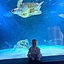 Alessio participe au concours pour gagner de l'argent avec cette photo : toddler, child, aquarium, sea_turtle, fish, water, bench, rock, underwater, marine_life, baby, blue, swimming, animal, nature, cute, sitting, portrait, indoor, glass