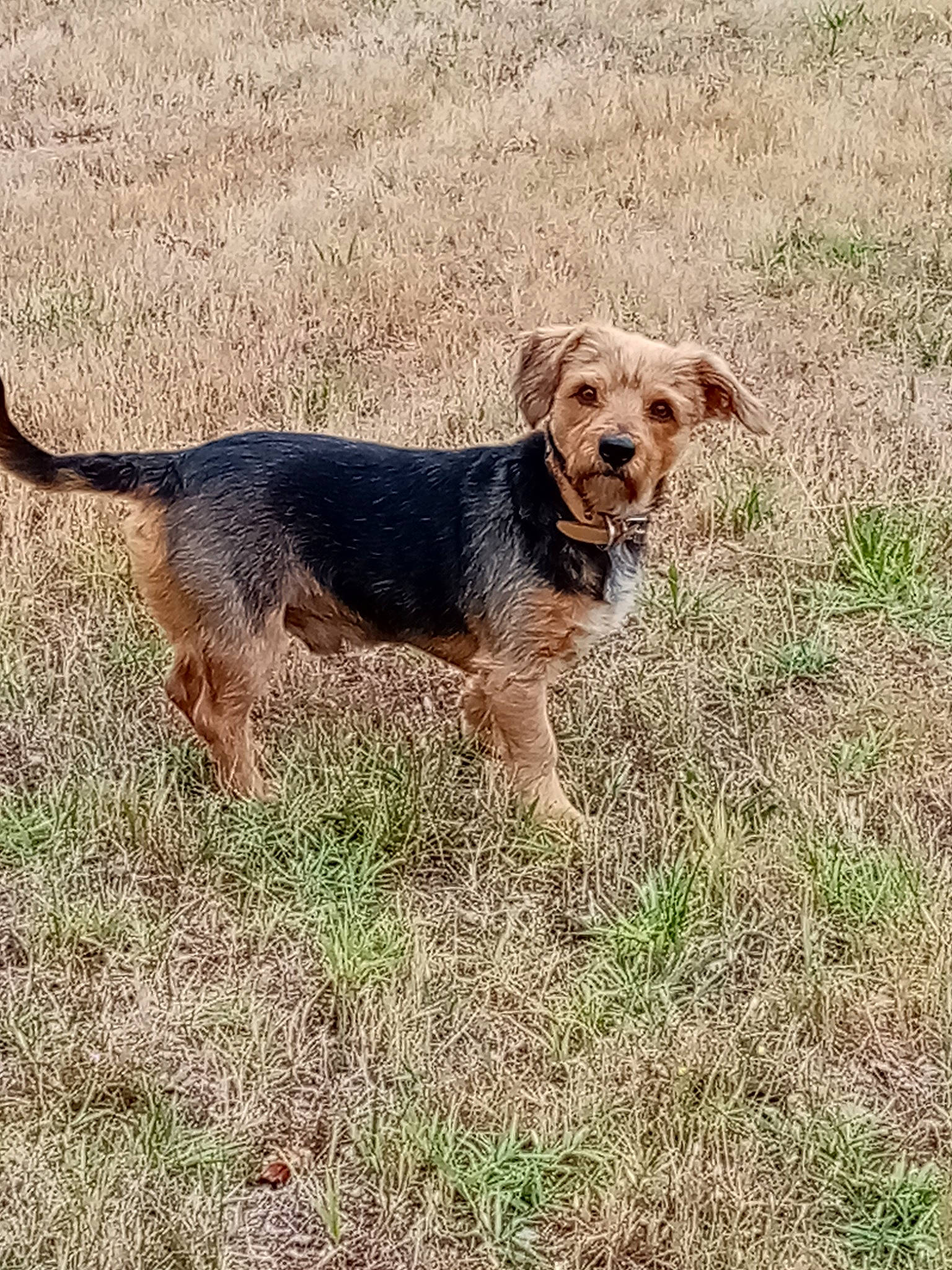 Chipeur a rejoint le concours — aidez-le/la à gagner de superbes lots ! border_terrier, bosnian_coarse_haired_hound, canidae, carnivore, companion_dog, dog, dog_breed, grass, hunting_dog, mammal, rare_breed_dog, terrier, vertebrate, welsh_terrier