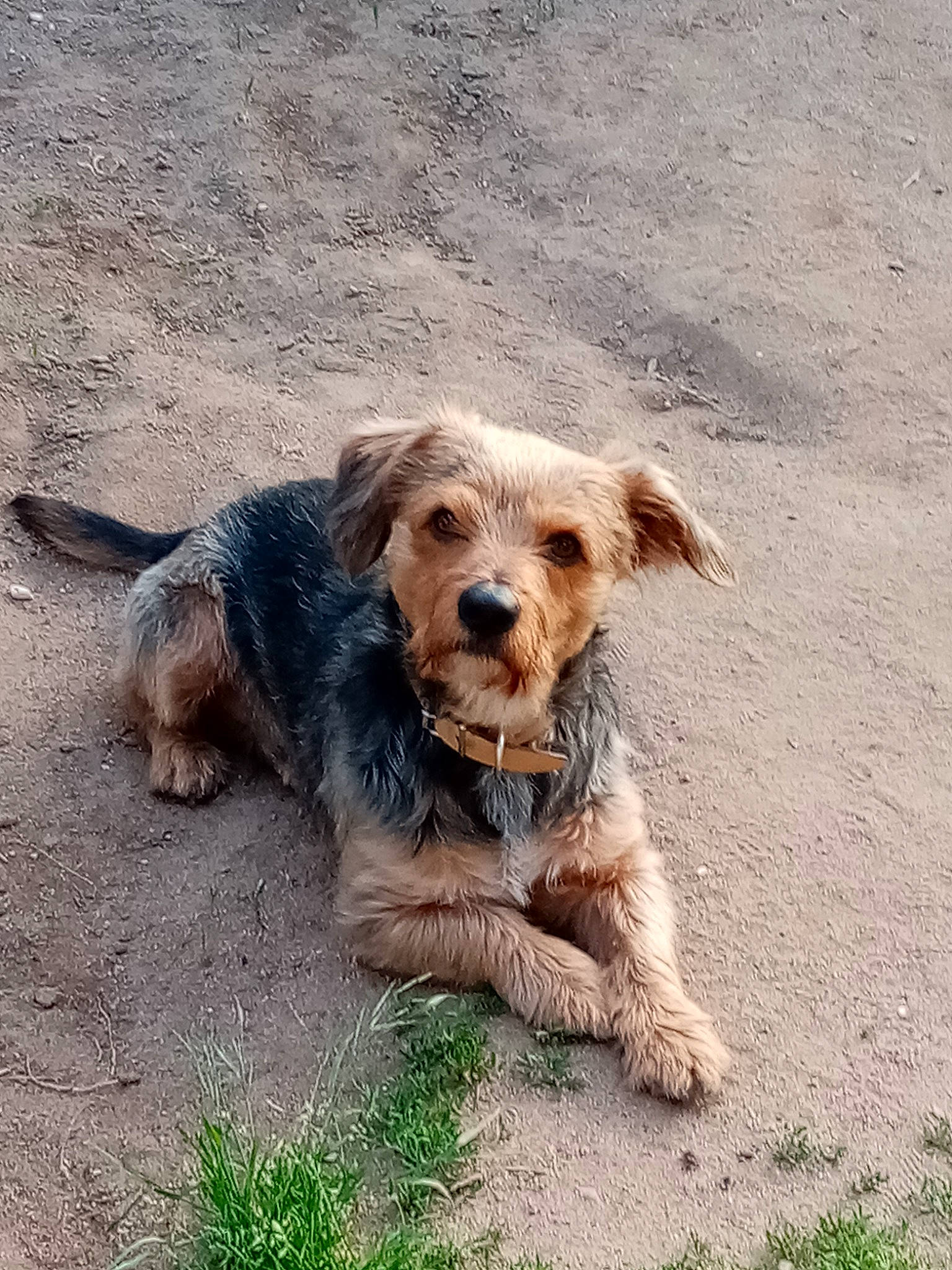 Chipeur participe au concours pour gagner de l'argent avec cette photo : bosnian_coarse_haired_hound, canidae, carnivore, companion_dog, dog, dog_breed, dutch_smoushond, mammal, snout, sporting_group, sporting_lucas_terrier, street_dog, terrier, vertebrate