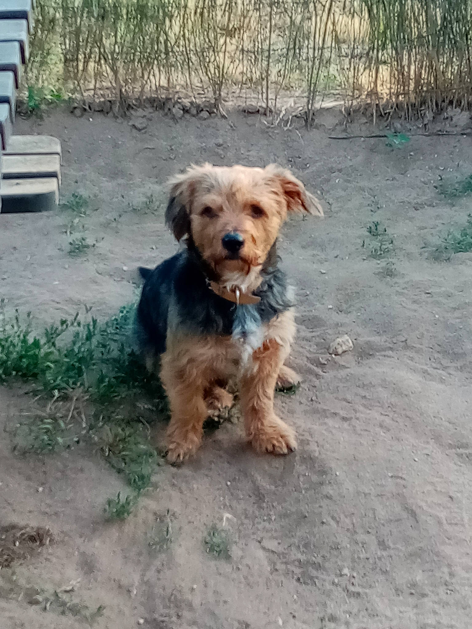 Chipeur a rejoint le concours — aidez-le/la à gagner de superbes lots ! bosnian_coarse_haired_hound, canidae, carnivore, companion_dog, dog, dog_breed, dutch_smoushond, mammal, morkie, norfolk_terrier, poodle_crossbreed, rare_breed_dog, schnoodle, small_terrier, sporting_group, sporting_lucas_terrier, terrier, vertebrate, yorkipoo, yorkshire_terrier