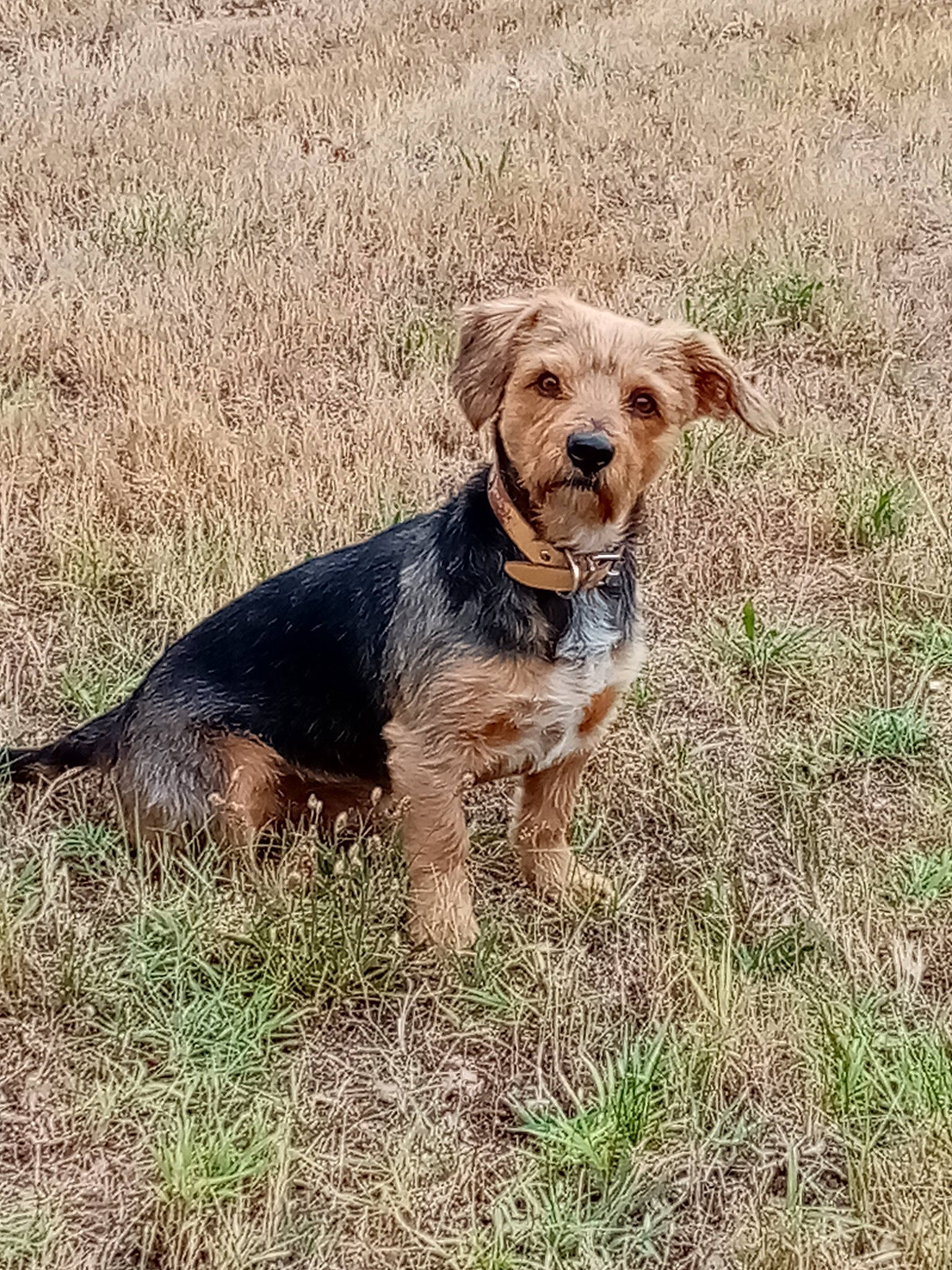 Chipeur participe au concours pour gagner de l'argent avec cette photo : border_terrier, bosnian_coarse_haired_hound, canidae, carnivore, companion_dog, dog, dog_breed, dutch_smoushond, grass, mammal, morkie, norfolk_terrier, rare_breed_dog, small_terrier, sporting_group, sporting_lucas_terrier, terrier, vertebrate, welsh_terrier, yorkshire_terrier