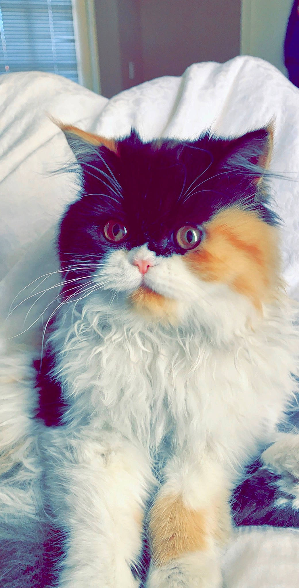 Bootsy is registered to the contest to win money with this photo: asian_semi_longhair, british_longhair, british_semi_longhair, carnivore, cat, domestic_long_haired_cat, felidae, fur, kitten, mammal, napoleon_cat, norwegian_forest_cat, persian, ragamuffin, small_to_medium_sized_cats, snout, whiskers