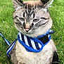 cat, animal, pet, feline, grass, outdoor, striped_harness, blue, white, closeup, whiskers, ears, fur, nature, cute, domestic, portrait, sitting, face, expression