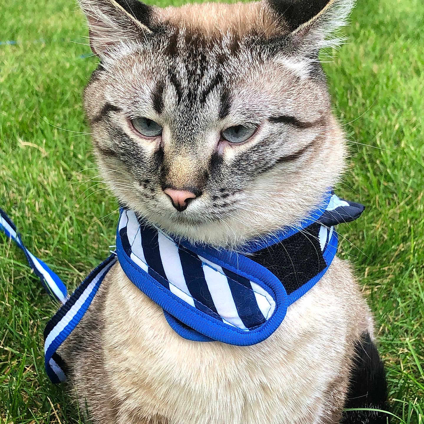 Charlie joined the competition — help win amazing prizes! animal, blue, cat, closeup, cute, domestic, ears, expression, face, feline, fur, grass, nature, outdoor, pet, portrait, sitting, striped_harness, whiskers, white