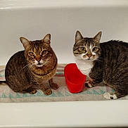 Roméo Et Juliette a rejoint le concours — aidez-le/la à gagner de superbes lots ! animal, bathtub, cat, companions, curious, cute, domestic_cat, ears, feline, household, indoor, looking, pet, red_cup, sitting, striped, tabby_cat, towel, two_animals, whiskers
