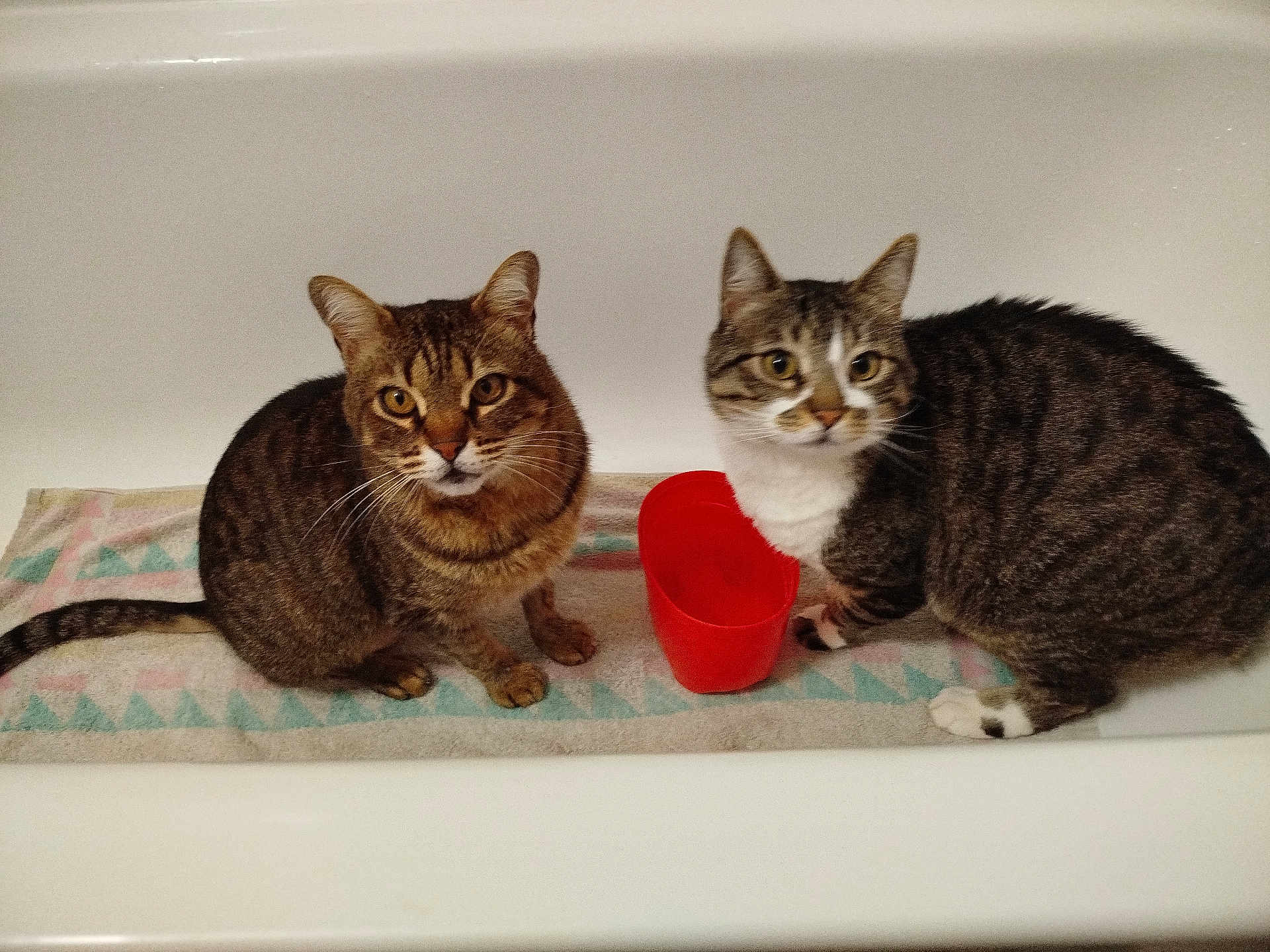 Roméo Et Juliette a rejoint le concours — aidez-le/la à gagner de superbes lots ! animal, bathtub, cat, companions, curious, cute, domestic_cat, ears, feline, household, indoor, looking, pet, red_cup, sitting, striped, tabby_cat, towel, two_animals, whiskers