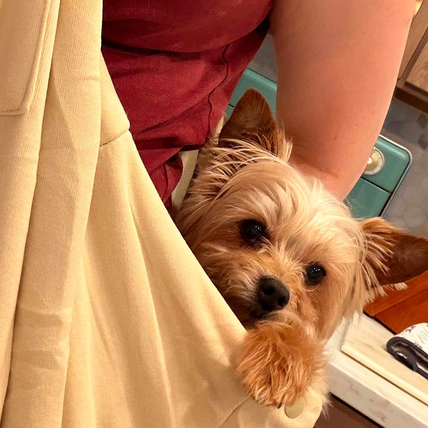 Teddy