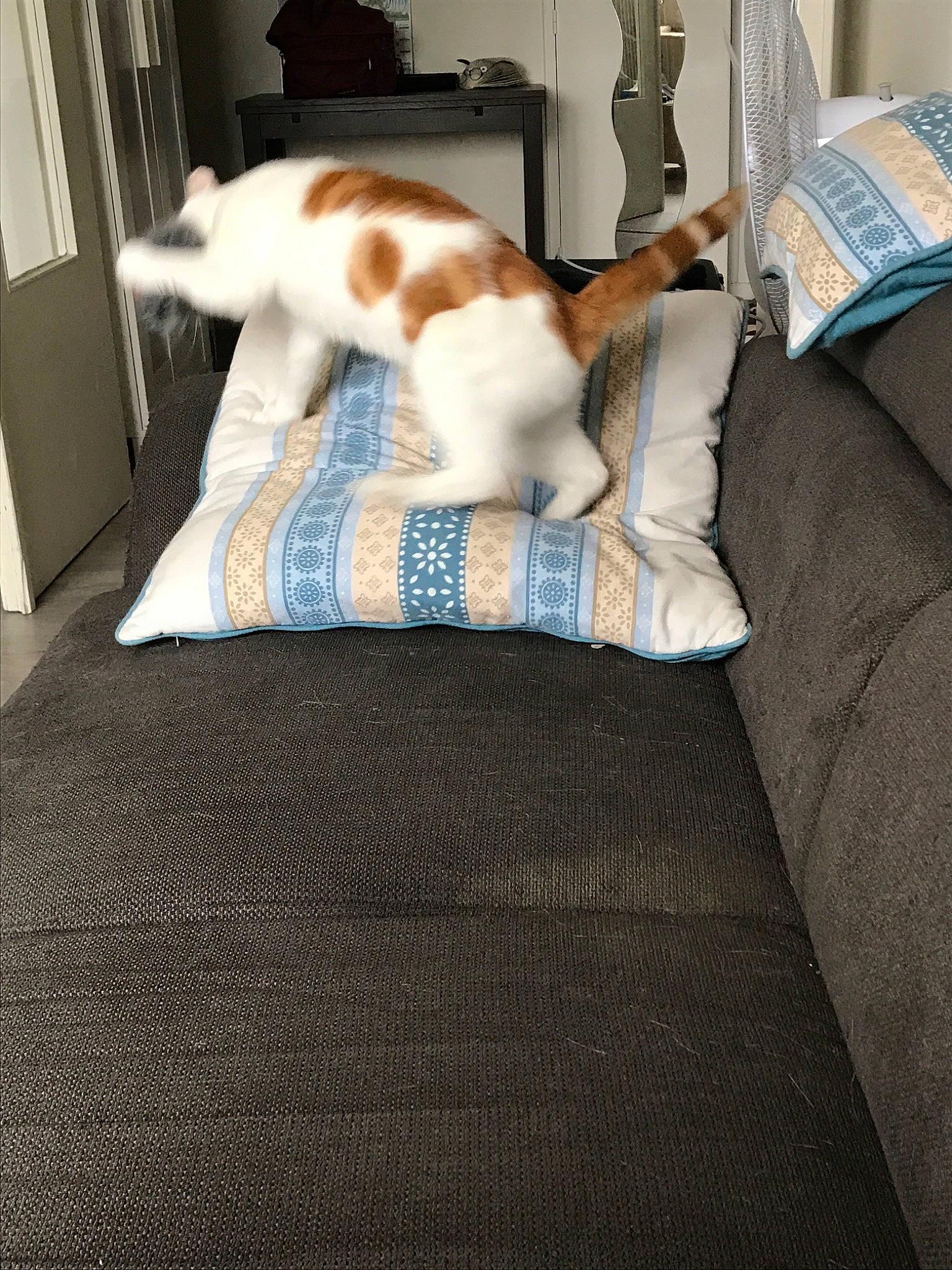 Naya participe au concours pour gagner de l'argent avec cette photo : bedding, blanket, canidae, carnivore, cat, comfort, companion_dog, dog_breed, fawn, floor, flooring, furniture, hardwood, linens, pillow, room, slipcover, tail, textile, wood