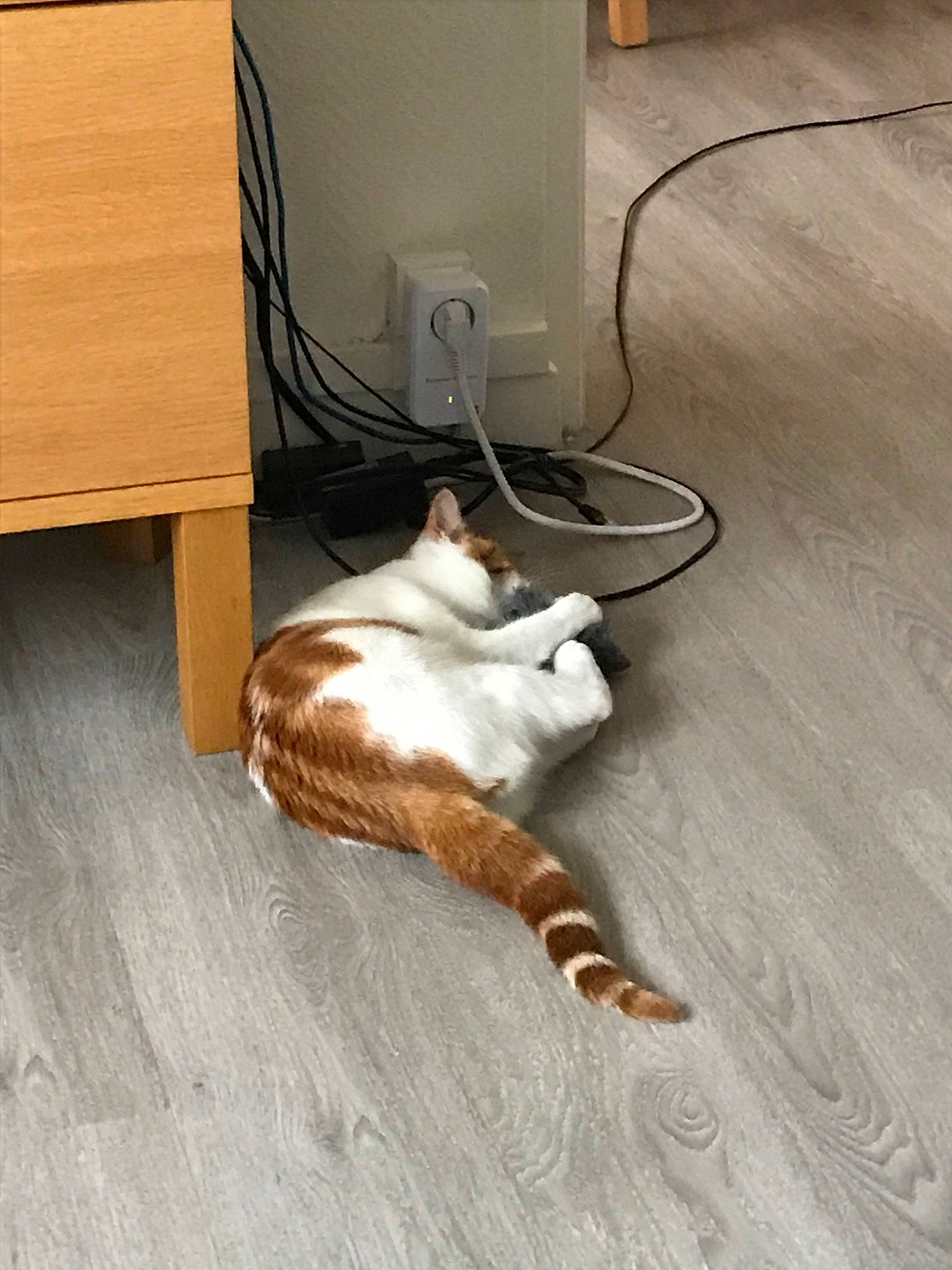 Naya participe au concours pour gagner de l'argent avec cette photo : carnivore, cat, european_shorthair, felidae, floor, flooring, hardwood, laminate_flooring, paw, plywood, small_to_medium_sized_cats, tabby_cat, tail, whiskers, wood, wood_flooring