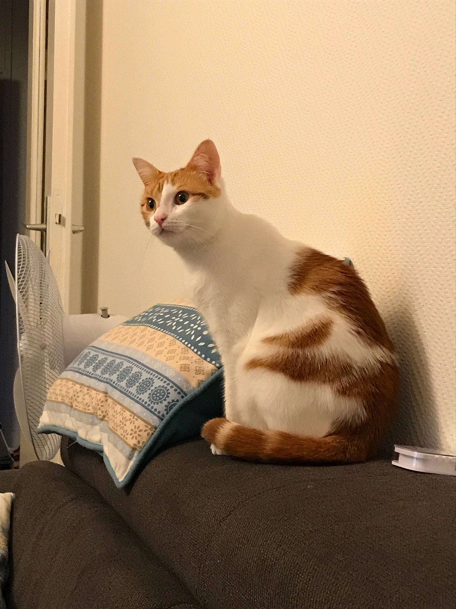 Naya a rejoint le concours — aidez-le/la à gagner de superbes lots ! aegean_cat, american_wirehair, asian, carnivore, cat, domestic_short_haired_cat, european_shorthair, fawn, felidae, fur, furniture, kitten, sitting, small_to_medium_sized_cats, tail, whiskers