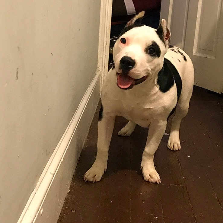 Passion Ewell joined the competition — help win amazing prizes! dog, black_and_white, happy, tongue_out, indoor, wooden_floor, wall, door, pet, animal, standing, ears_up, smiling, domestic, canine, house, floor, cute, friendly, companion