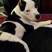 Passion Ewell joined the competition — help win amazing prizes! dog, black_and_white, bed, bedroom, furniture, relaxed, lying_down, canine, pet, indoors, looking_back, animal, domestic_animal, ear, paw, snout, fur, resting, home, cozy