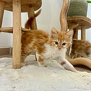 Ary participe au concours pour gagner de l'argent avec cette photo : kitten, cat, orange_cat, white_rug, wooden_stool, mirror, reflection, plant, indoor, floor, curious, furry, pet, animal, cute, small, walking, home, decor, soft