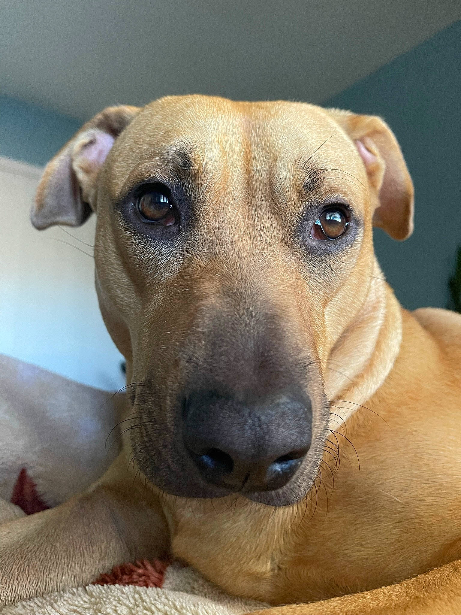 Canela joined the competition — help win amazing prizes! canidae, carnivore, collar, companion_dog, dog, dog_breed, dog_collar, fawn, non_sporting_group, pet_supply, snout, sporting_group, terrestrial_animal, whiskers, working_animal, working_dog