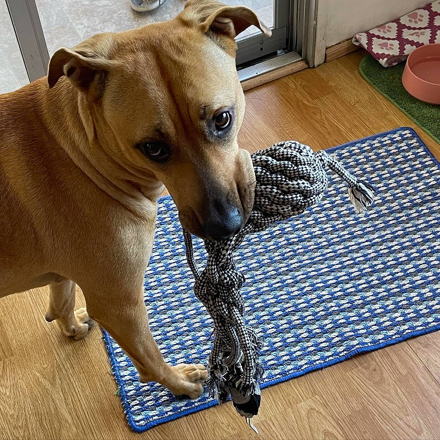 Canela joined the competition — help win amazing prizes! carnivore, collar, comfort, companion_dog, dog, dog_breed, dog_collar, dog_supply, fawn, flooring, hardwood, laminate_flooring, pet_supply, rectangle, snout, terrestrial_animal, toy_dog, whiskers, wood, working_animal