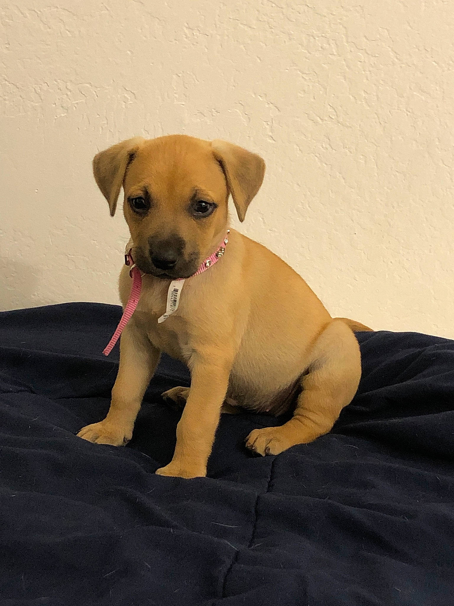 Canela joined the competition — help win amazing prizes! canidae, carnivore, collar, comfort, companion_dog, dog, dog_breed, dog_collar, dog_supply, fawn, fur, non_sporting_group, paw, pet_supply, snout, sporting_group, tail, toy_dog, whiskers, working_animal