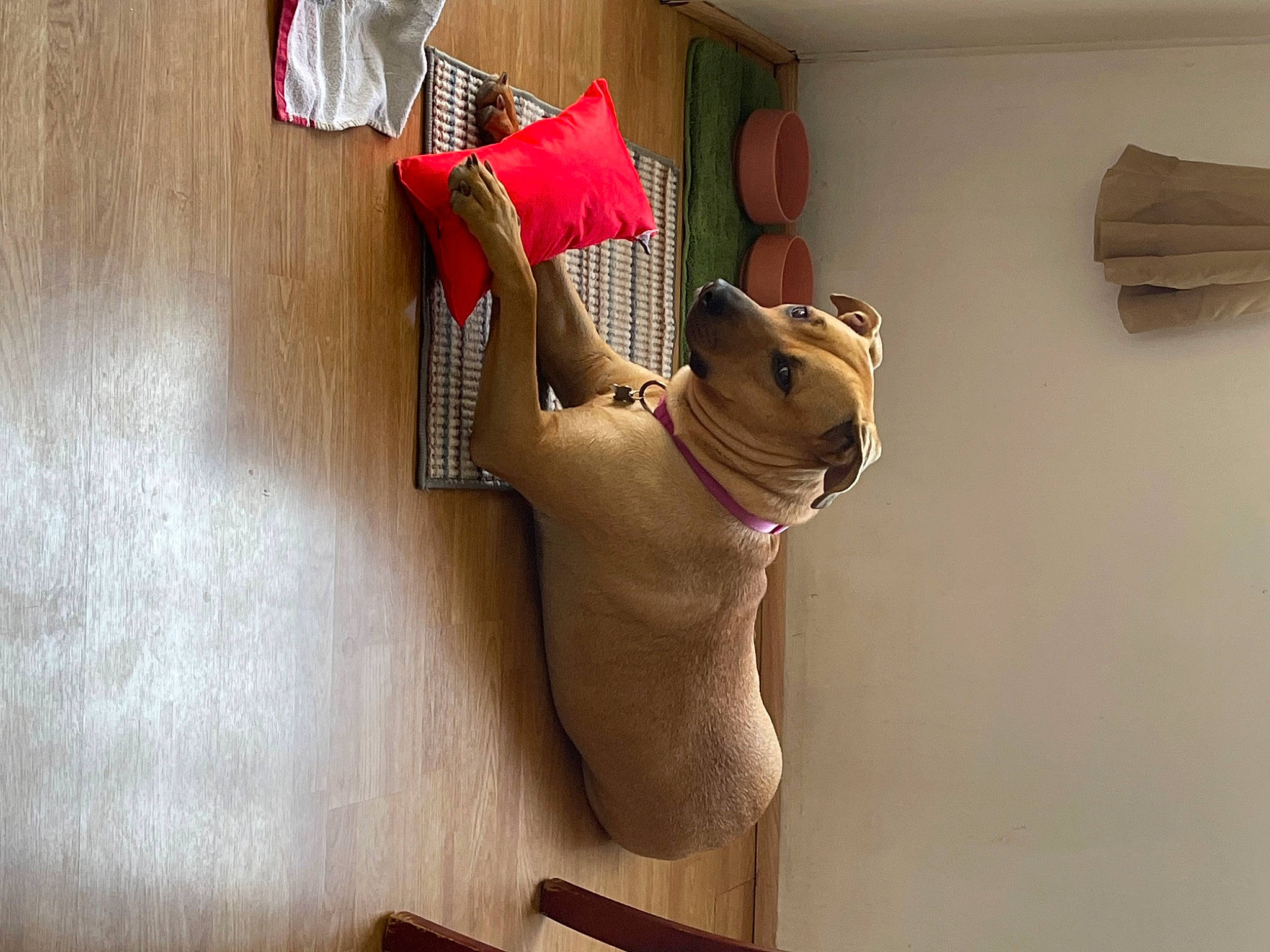 Canela is registered to the contest to win money with this photo: carmine, carnivore, fawn, felidae, flooring, hardwood, human_leg, linens, room, small_to_medium_sized_cats, stuffed_toy, tail, thigh, toy, trunk, whiskers, window, window_covering, window_treatment, wood