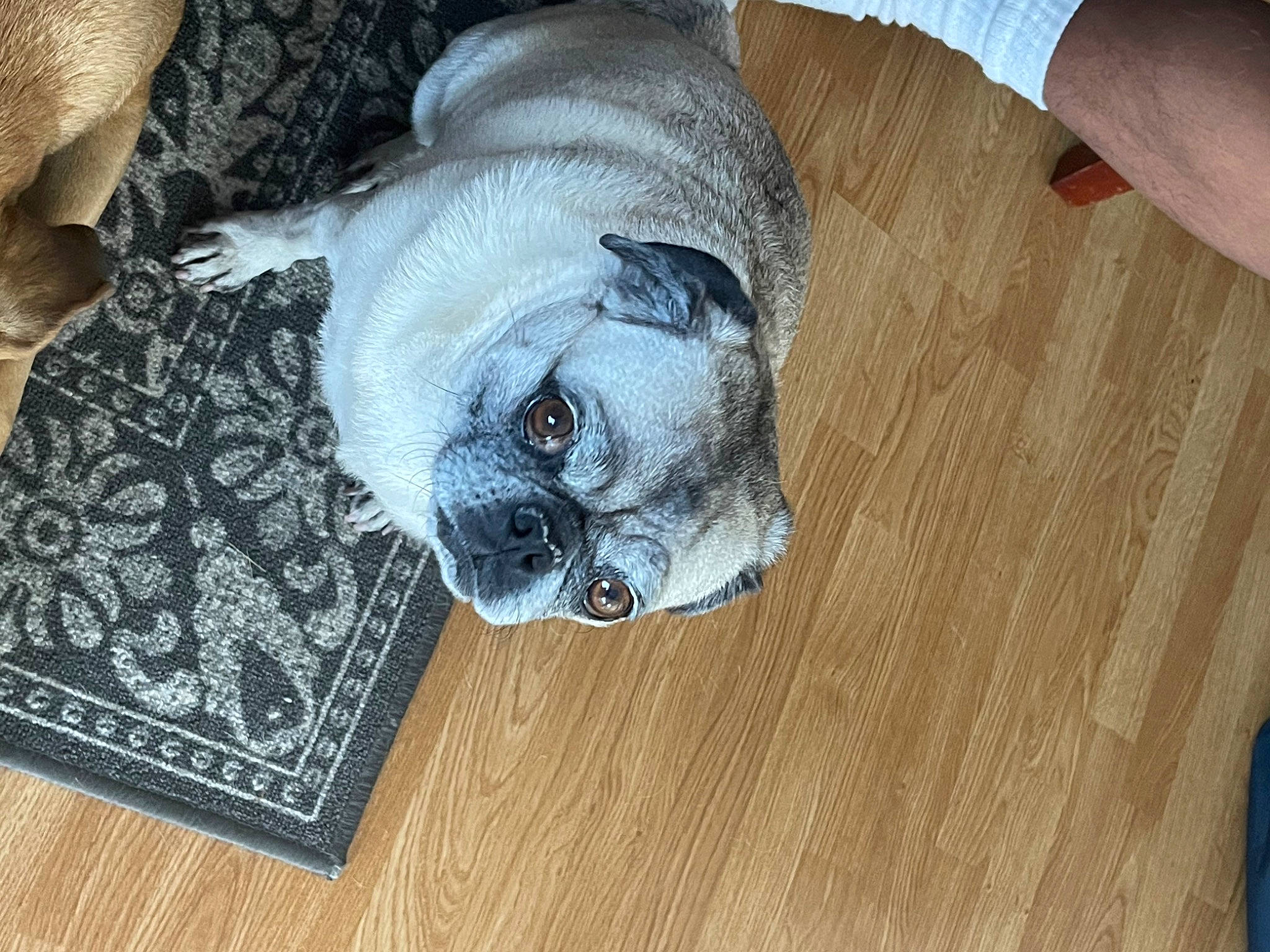 Chubby joined the competition — help win amazing prizes! carnivore, comfort, companion_dog, dog, dog_breed, dog_supply, fawn, flooring, grey, hardwood, linens, pet_supply, rectangle, snout, sporting_group, toy_dog, wood, wood_flooring, wood_stain, working_animal