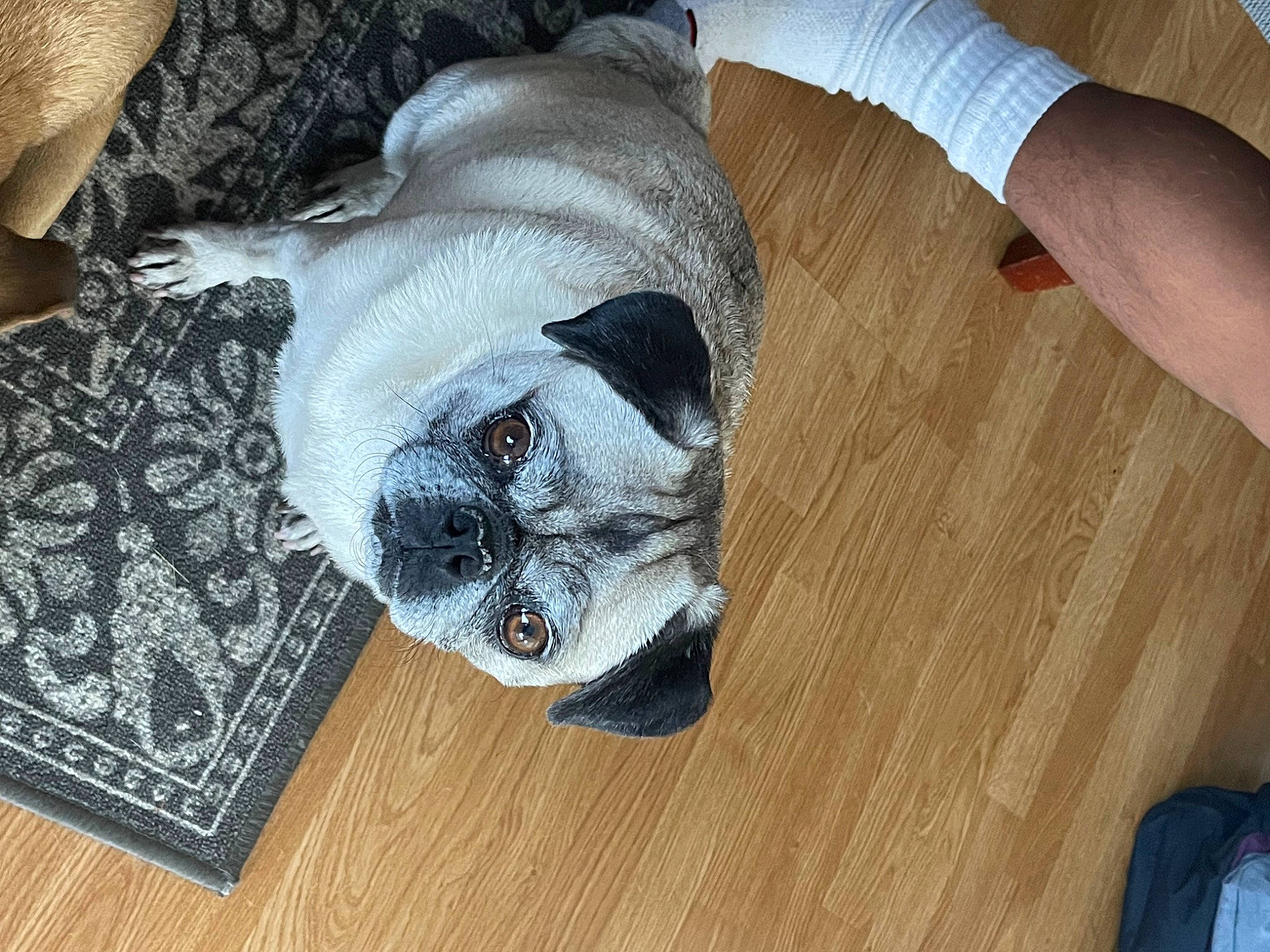Chubby joined the competition — help win amazing prizes! carnivore, comfort, companion_dog, dog, dog_breed, dog_supply, fawn, floor, flooring, fur, grey, hardwood, linens, pet_supply, sleeve, snout, tail, wood, wood_stain, working_animal