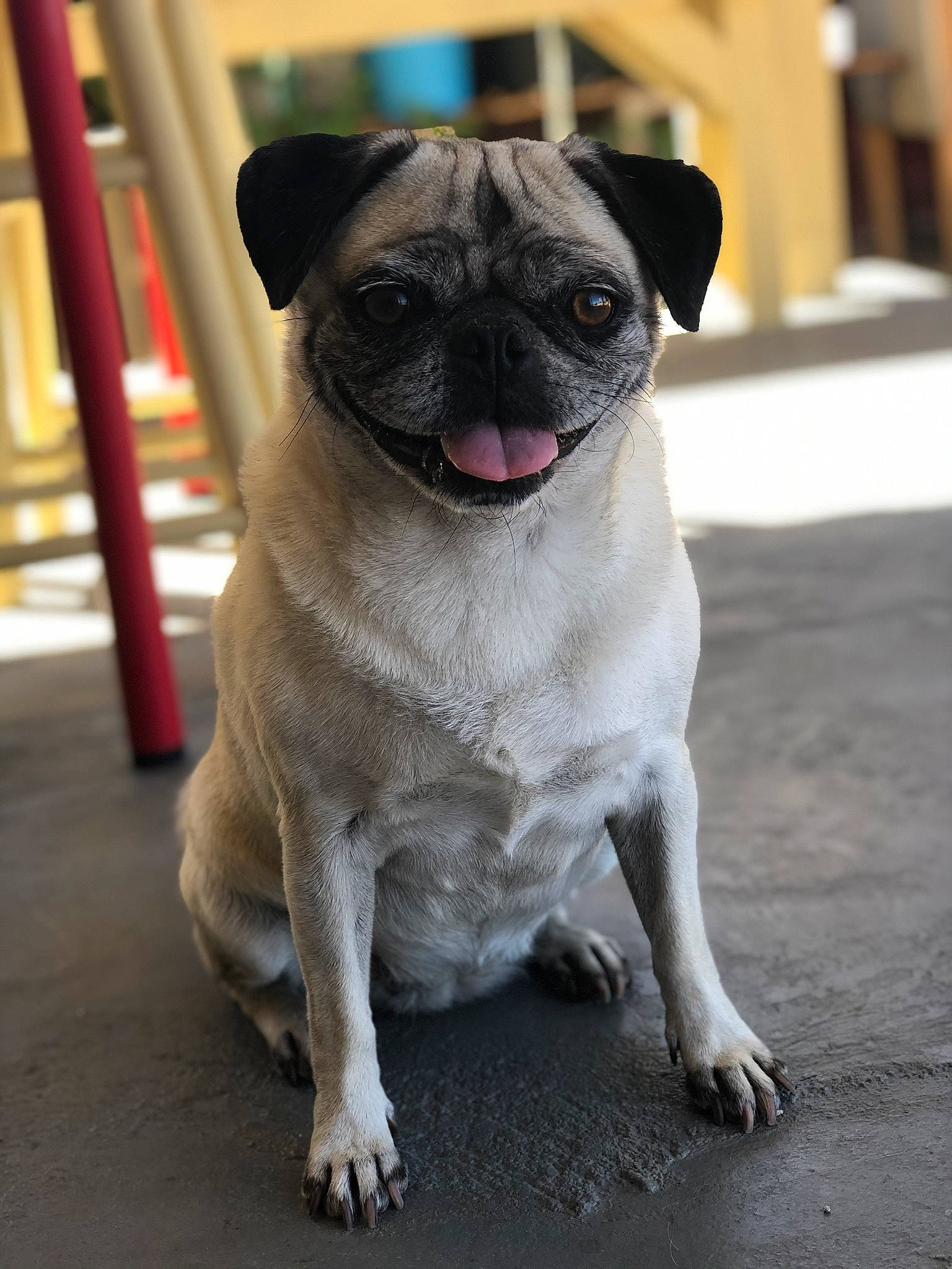 Chubby is registered to the contest to win money with this photo: canidae, carnivore, collar, companion_dog, dog, dog_breed, fawn, non_sporting_group, pug, snout, sporting_group, terrestrial_animal, toy_dog, whiskers, working_animal, wrinkle