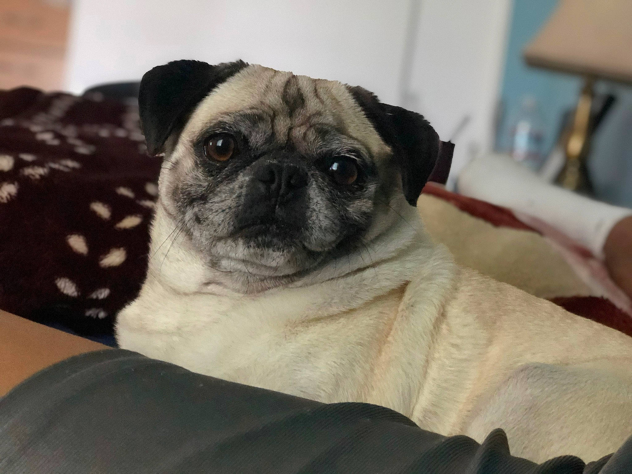 Chubby is registered to the contest to win money with this photo: ancient_dog_breeds, carnivore, comfort, companion_dog, dog, dog_breed, fawn, fur, lamp, non_sporting_group, pug, puppy_love, snout, sporting_group, terrestrial_animal, toy_dog, vertebrate, whiskers, working_animal, wrinkle