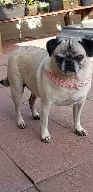 Chubby joined the competition — help win amazing prizes! balance, carnivore, collar, companion_dog, dog, dog_breed, dog_collar, fawn, flooring, non_sporting_group, pug, road_surface, snout, sporting_group, terrestrial_animal, toy_dog, whiskers, working_animal, wrinkle