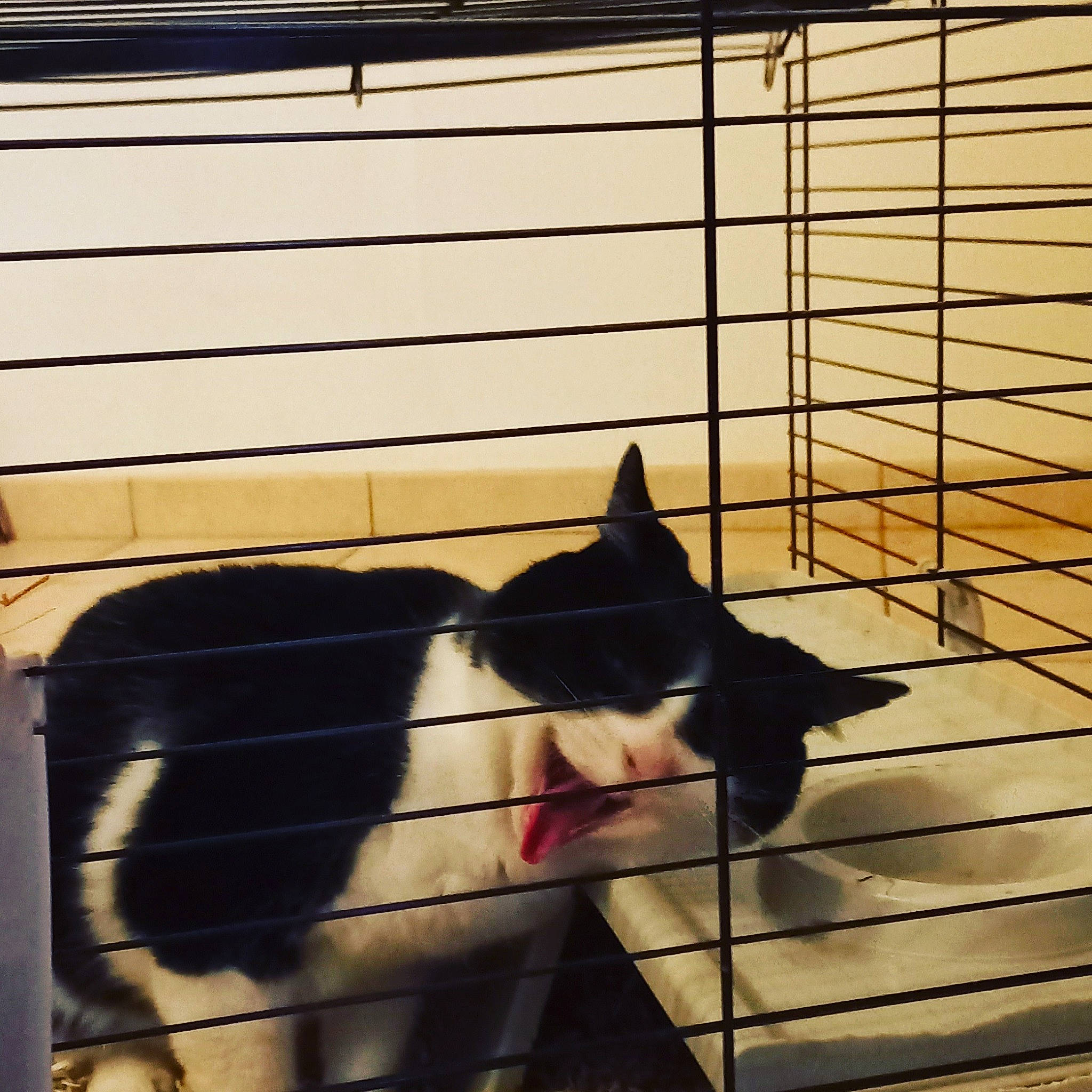 Domino participe au concours pour gagner de l'argent avec cette photo : animal_shelter, black_cat, cage, carnivore, cat, domestic_short_haired_cat, felidae, fur, kennel, line, metal, pet_supply, shadow, small_to_medium_sized_cats, snout, tail, tints_and_shades, whiskers, window, wood