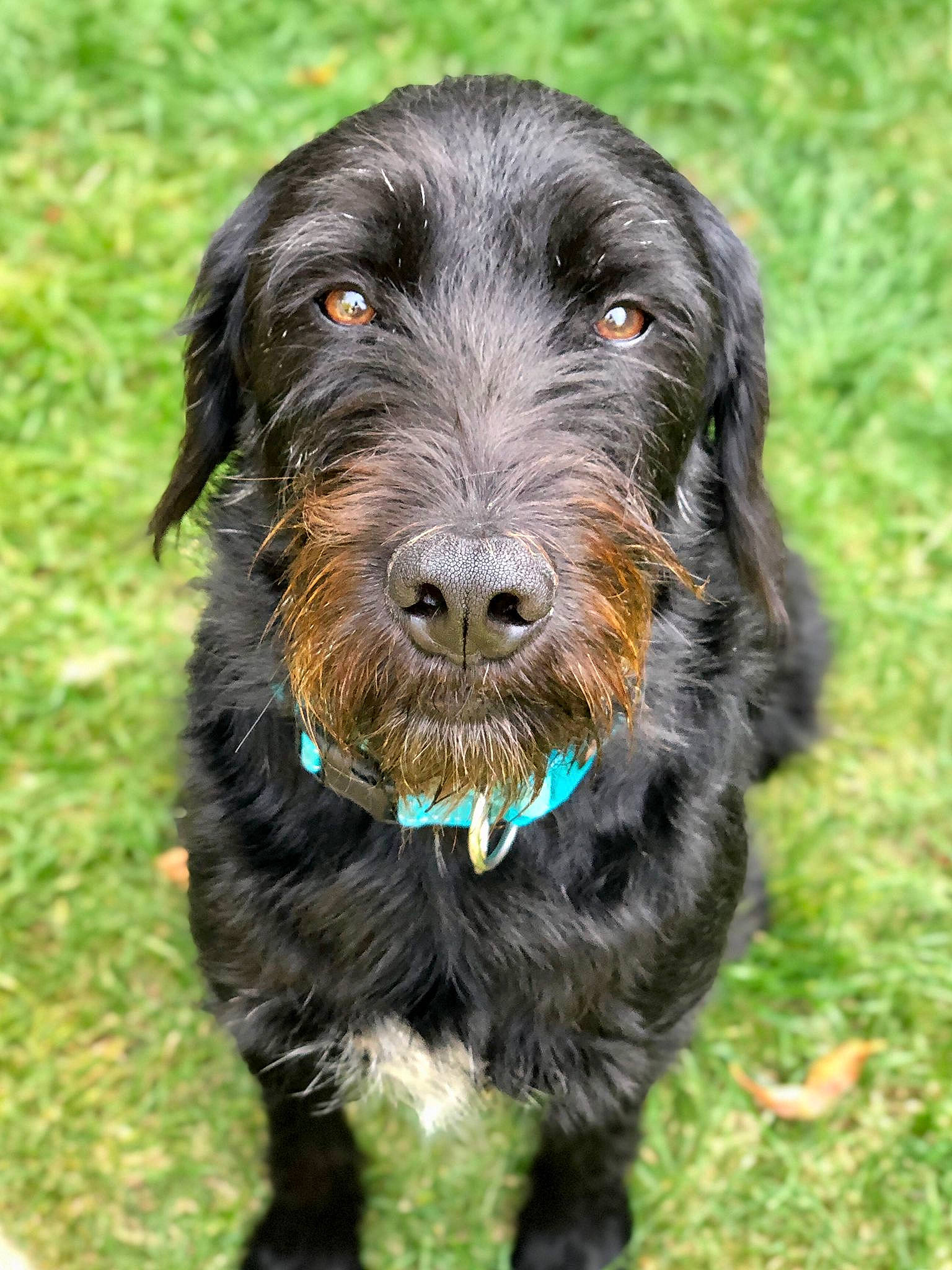 Blacky a rejoint le concours — aidez-le/la à gagner de superbes lots ! canidae, carnivore, collar, companion_dog, dog, dog_breed, dog_collar, grass, guard_dog, hunting_dog, liver, snout, sporting_group, terrier, water_dog, working_animal, working_dog