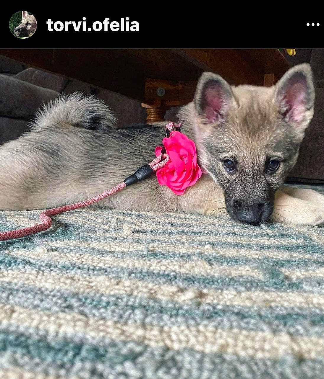Torvi is registered to the contest to win money with this photo: canidae, carnivore, claw, collar, companion_dog, dog, dog_breed, dog_supply, fawn, foot, fur, magenta, paw, pet_supply, photo_caption, snout, sporting_group, terrestrial_animal, whiskers, woven_fabric
