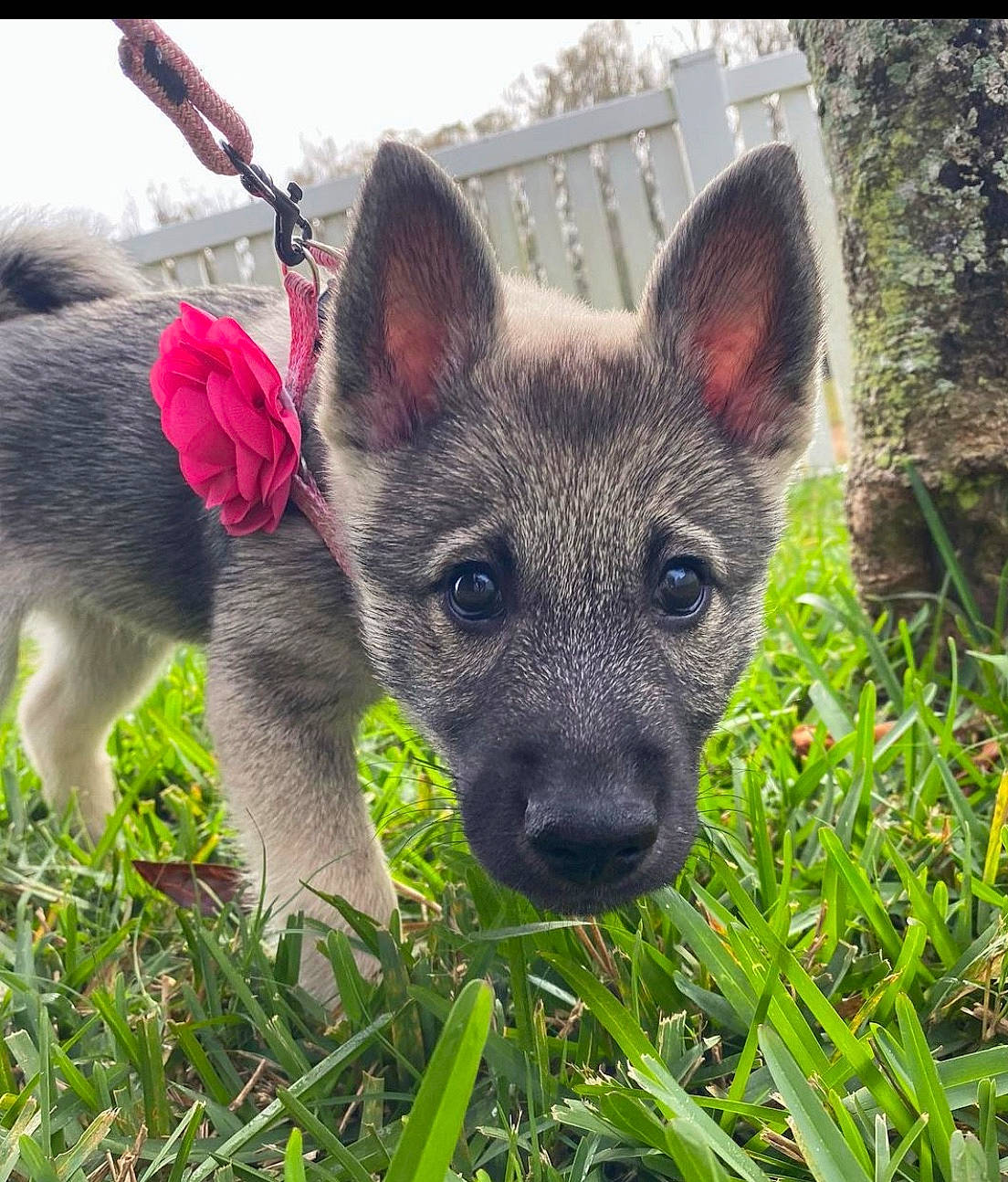 Torvi joined the competition — help win amazing prizes! canidae, carnivore, collar, companion_dog, coquelicot, dog, dog_breed, fawn, fur, grass, groundcover, non_sporting_group, plant, snout, sporting_group, terrestrial_animal, whiskers, wildlife, working_animal