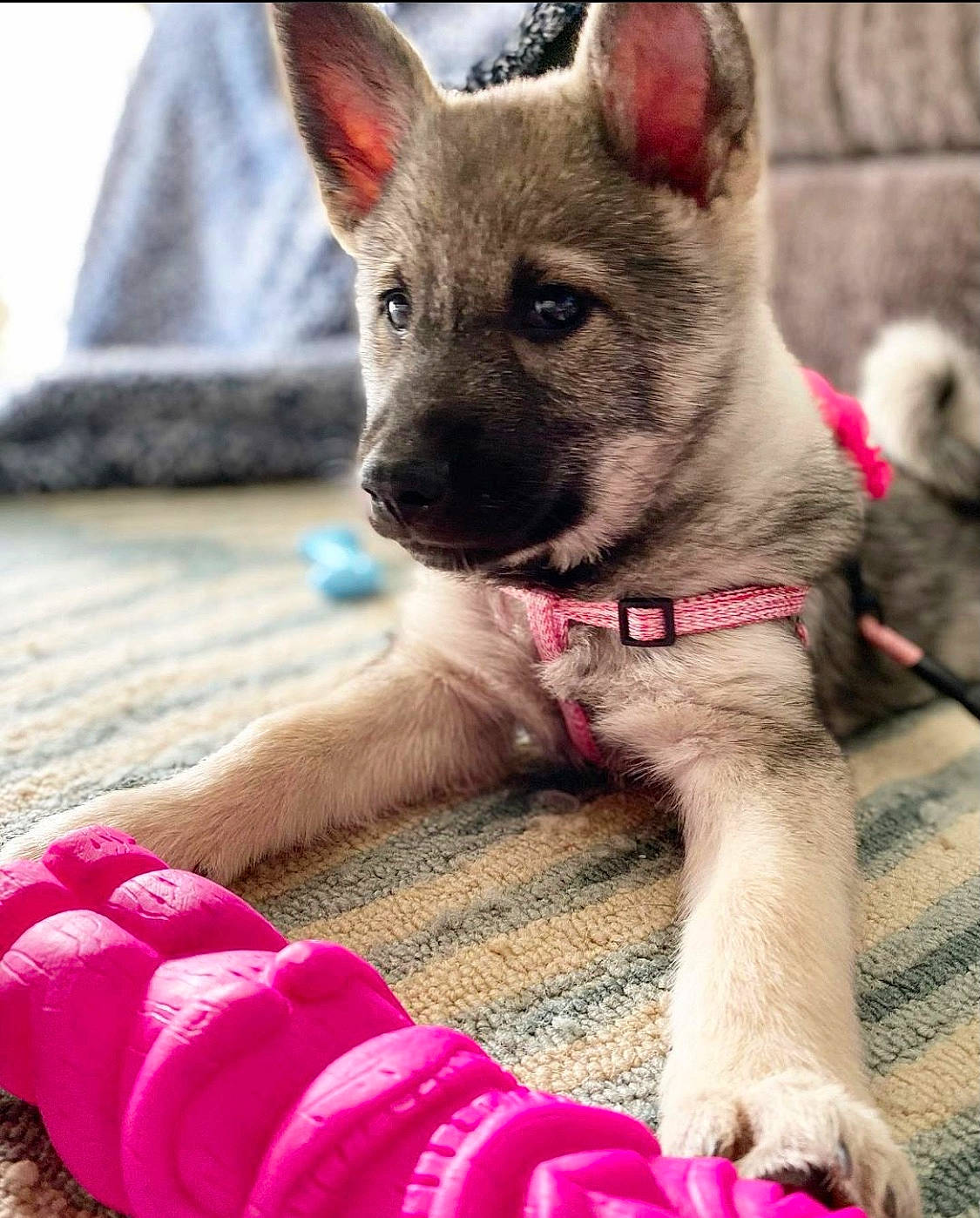 Torvi is registered to the contest to win money with this photo: canidae, carnivore, collar, companion_dog, dog, dog_breed, dog_collar, dog_supply, fawn, foot, fur, magenta, pink, snout, sporting_group, terrestrial_animal, whiskers, working_animal, working_dog