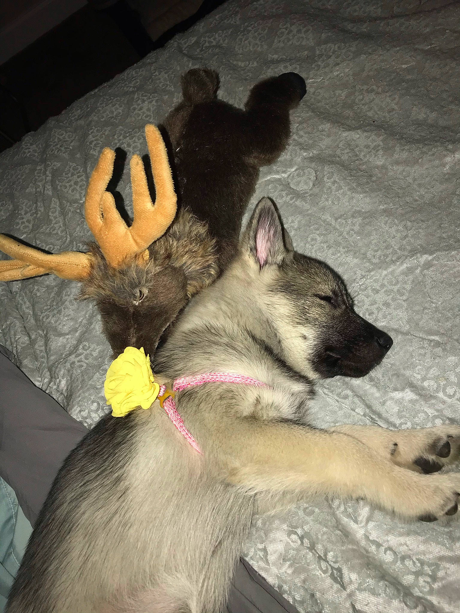 Torvi is registered to the contest to win money with this photo: canidae, carnivore, claw, collar, companion_dog, dog, dog_breed, fawn, felidae, fur, gesture, human_leg, non_sporting_group, paw, snout, sporting_group, tail, wildlife, working_animal