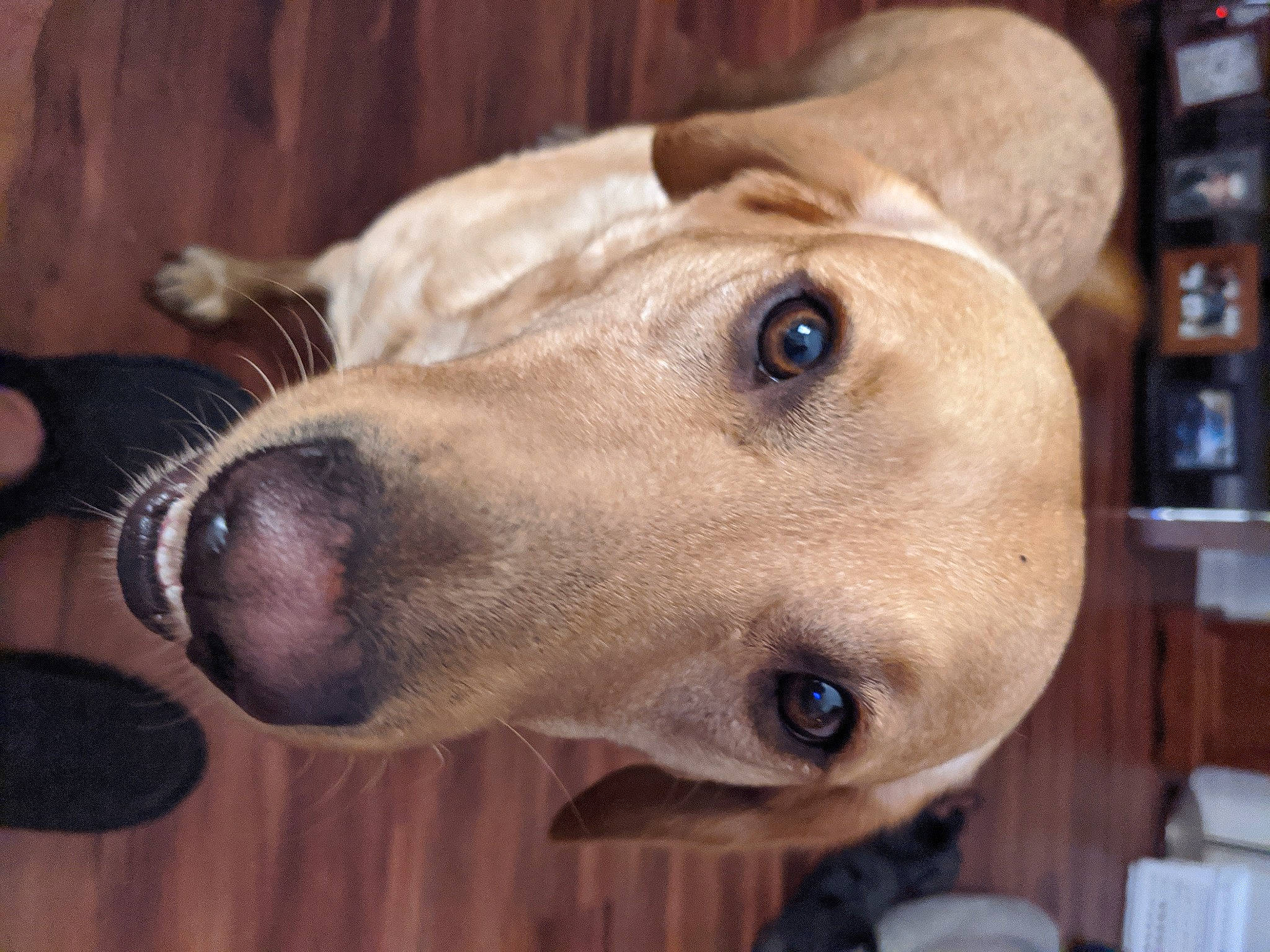 Jethro joined the competition — help win amazing prizes! broholmer, canidae, carnivore, companion_dog, dog, dog_breed, ear, fawn, head, labrador_retriever, lurcher, mammal, nose, snout, sporting_group, vertebrate, whiskers