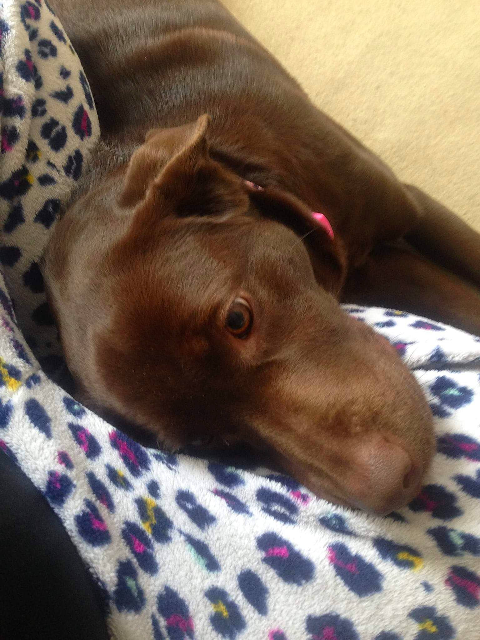 Lily is registered to the contest to win money with this photo: canidae, carnivore, dog, dog_breed, ear, fawn, italian_greyhound, labrador_retriever, liver, nose, pointing_breed, puppy, snout, sporting_group, vizsla, weimaraner