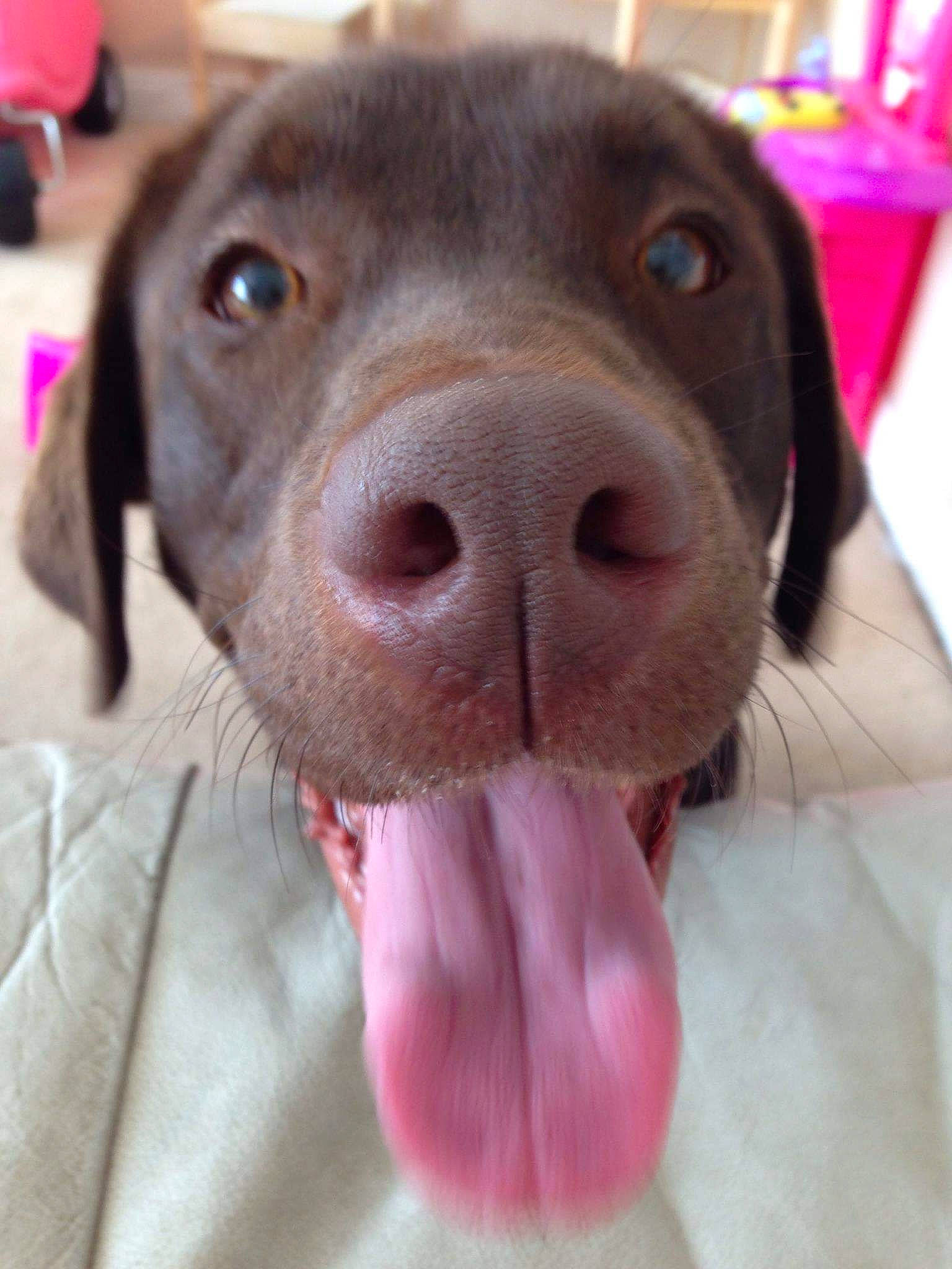 Lily joined the competition — help win amazing prizes! beagador, canidae, carnivore, dog, dog_breed, ear, hunting_dog, jaw, labrador_retriever, liver, mammal, nose, pointer, pointing_breed, retriever, snout, sporting_group, vertebrate, vizsla, weimaraner