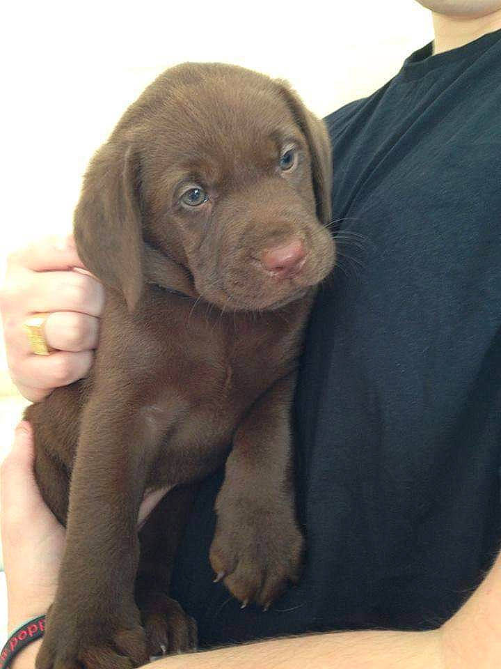 Lily is registered to the contest to win money with this photo: beagador, canidae, carnivore, companion_dog, dog, dog_breed, fawn, gun_dog, hunting_dog, labrador_retriever, liver, mammal, pointing_breed, puppy, retriever, snout, sporting_group, vertebrate, vizsla, weimaraner