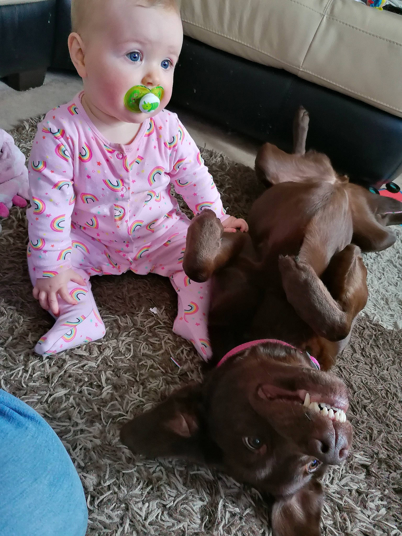 Lily is registered to the contest to win money with this photo: baby, canidae, child, ear, fawn, play, snout, sporting_group, toddler, weimaraner