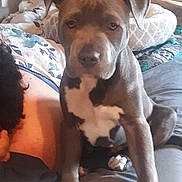 Meathead joined the competition — help win amazing prizes! dog, puppy, brown_and_white, short_hair, floppy_ears, sitting, bed, bedroom, person, pet, companion, portrait, close_up, indoor, home, blanket, pillows, furniture, relaxed, funny