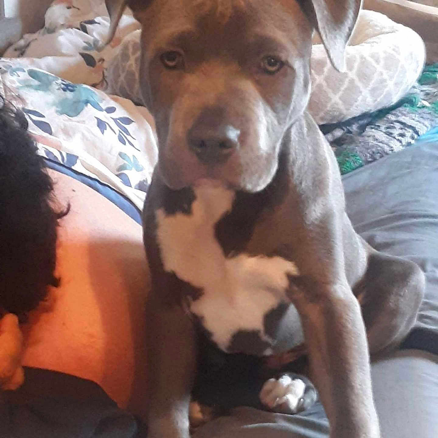 Meathead joined the competition — help win amazing prizes! dog, puppy, brown_and_white, short_hair, floppy_ears, sitting, bed, bedroom, person, pet, companion, portrait, close_up, indoor, home, blanket, pillows, furniture, relaxed, funny