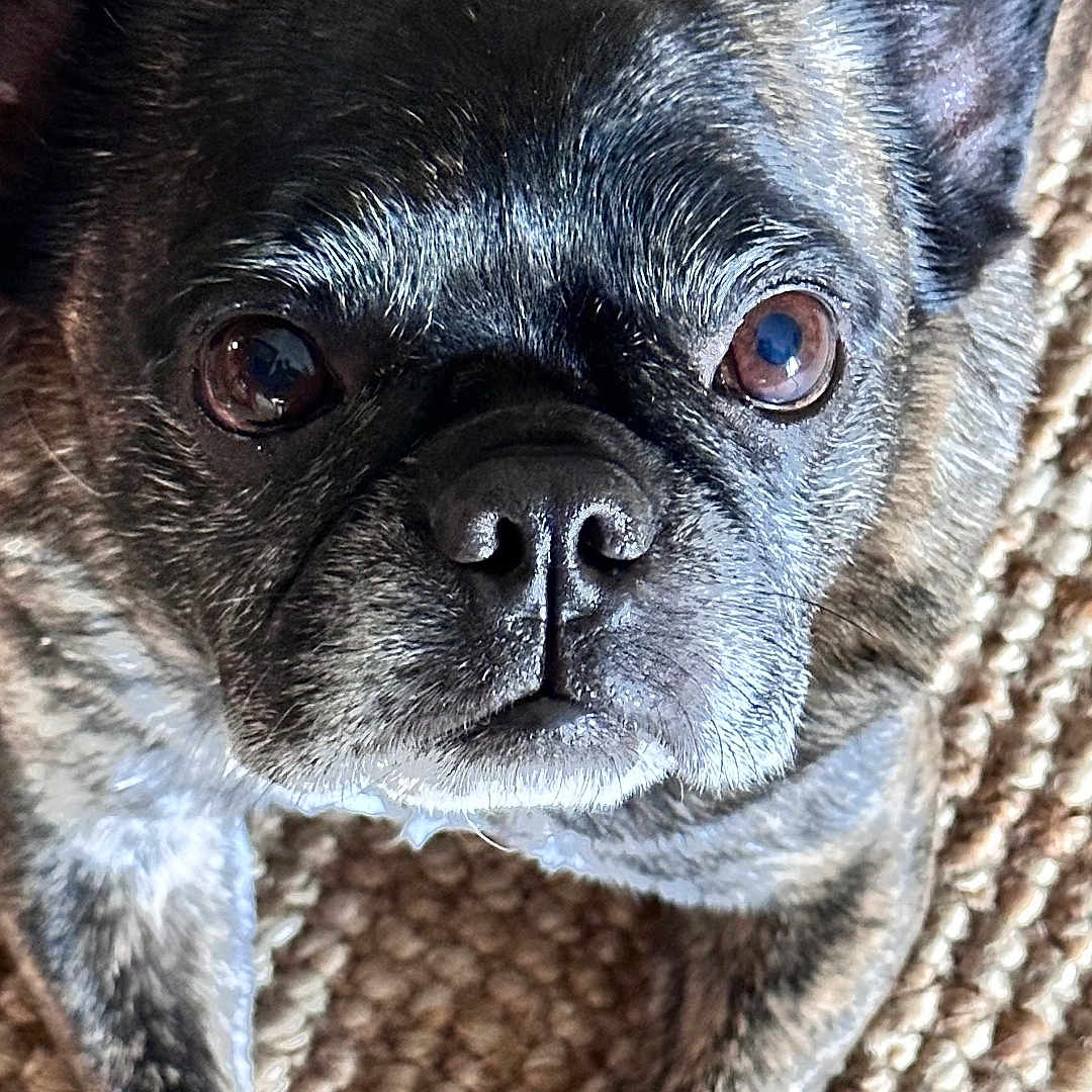 Coco joined the competition — help win amazing prizes! animal, bostonbull, bulldog, canine, chihuahua, dog, frenchbulldog, pet, pitbull, pug, puppy, snout